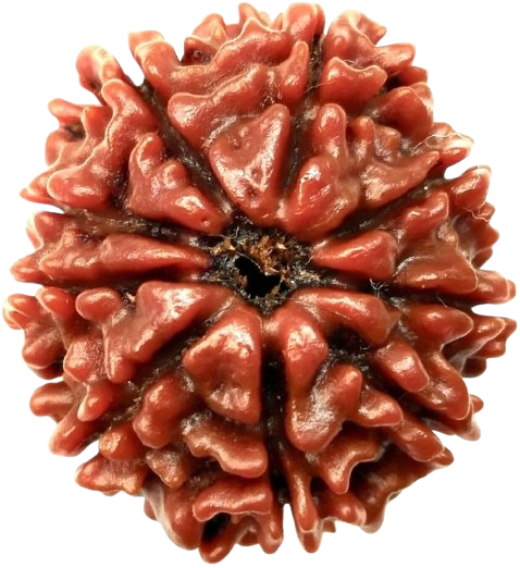 9 Mukhi Rudraksha