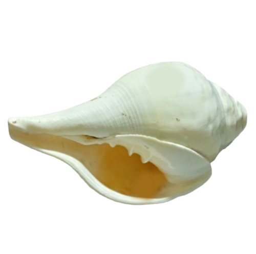 Narayani Natural Blowing Shankh